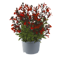 Afbeelding van EJ Salvia P19 Mirage greggi Burgundy